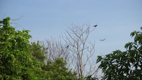 Flock-of-crows-is-fly-at-bare-tree.